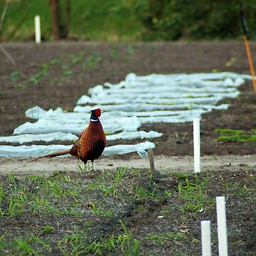 Artwork thumbnail, Wild pheasant supervising the school gardens by steppeland