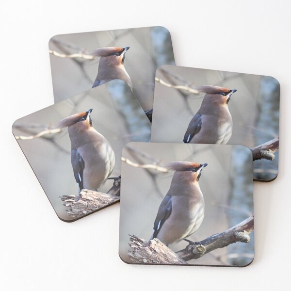 Item preview, Bohemian waxwing The bold one designed and sold by Jouko Lehto Photography.