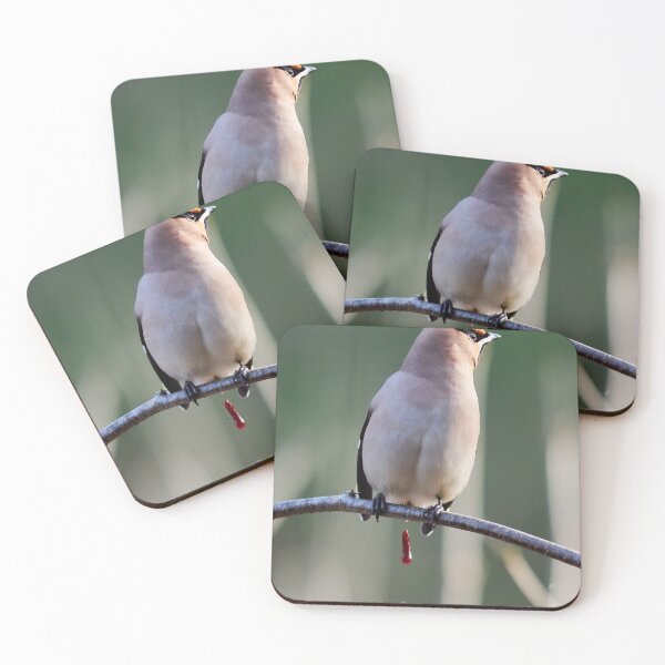 Item preview, Uups. Bohemian waxwing designed and sold by Jouko Lehto Photography.