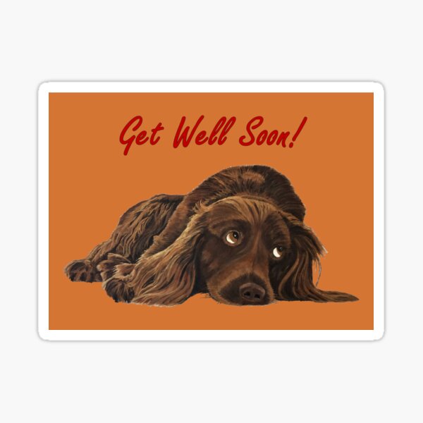Appealing Spaniel - Get Well Soon Card Sticker