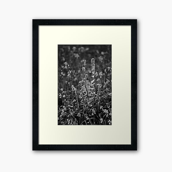 Fiddleheads 02 Framed Art Print
