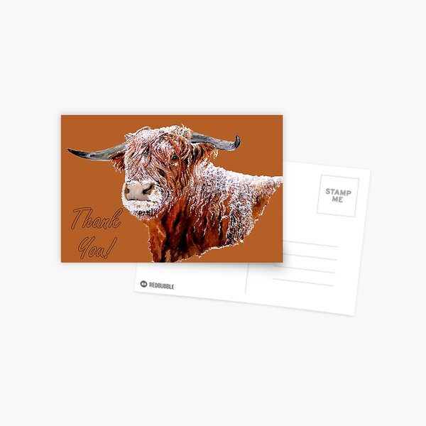 Snowy Highland Cow - Thank You Card Postcard