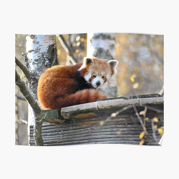 Red Panda Poster For Sale By Dorothy26 Redbubble