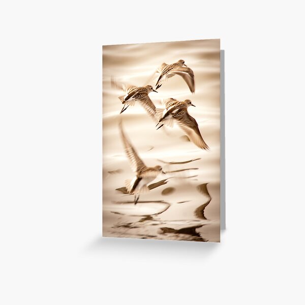 Item preview, "Mystical Flight" - shorebirds on Assateague Island, Maryland designed and sold by ArtThatSmiles.