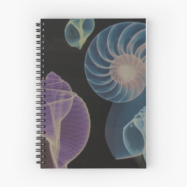 Item preview, Seashells designed and sold by Mairi Fleck.