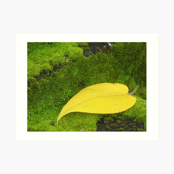 Fall on a Bed of Moss Art Print