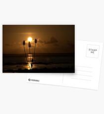 KISSED BY THE SUN Postcards