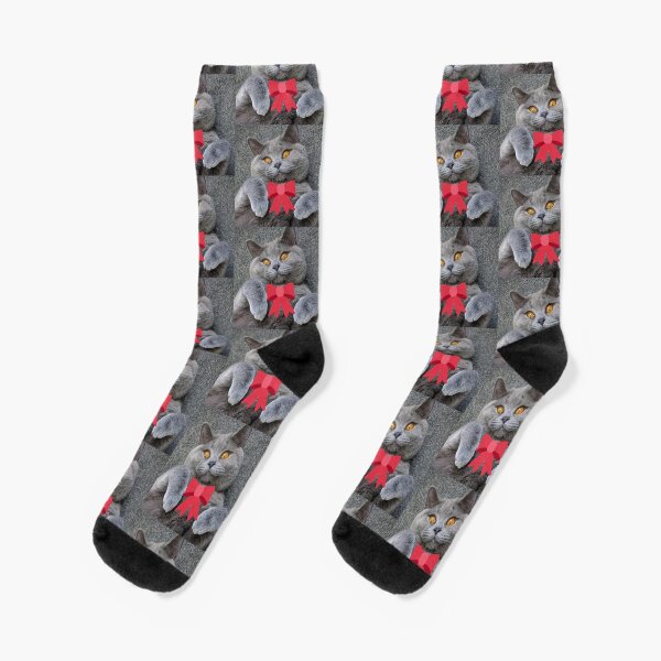 British Shorthair cat Socks