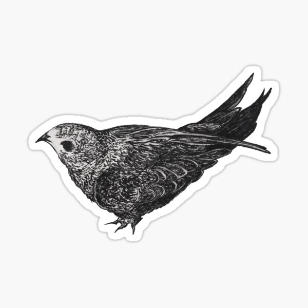 Black and white swift bird Sticker