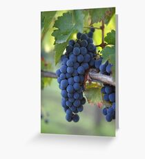 Grapes, Napa Valley, California Greeting Card