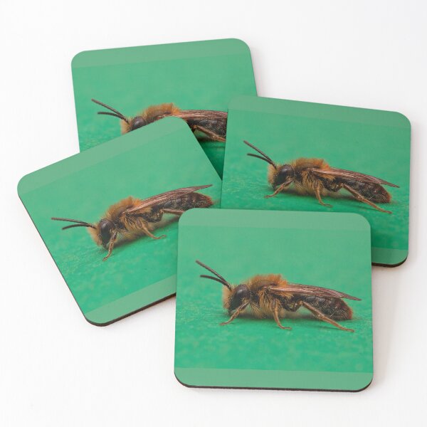 Item preview, Mining Bee - Andrena haemorrhoa designed and sold by Dan Newton.