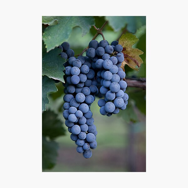 Item preview, Grapes, Napa Valley, California designed and sold by Brendon Perkins.