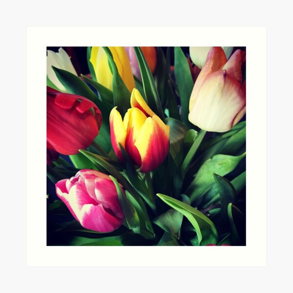 Tulips - Art Print