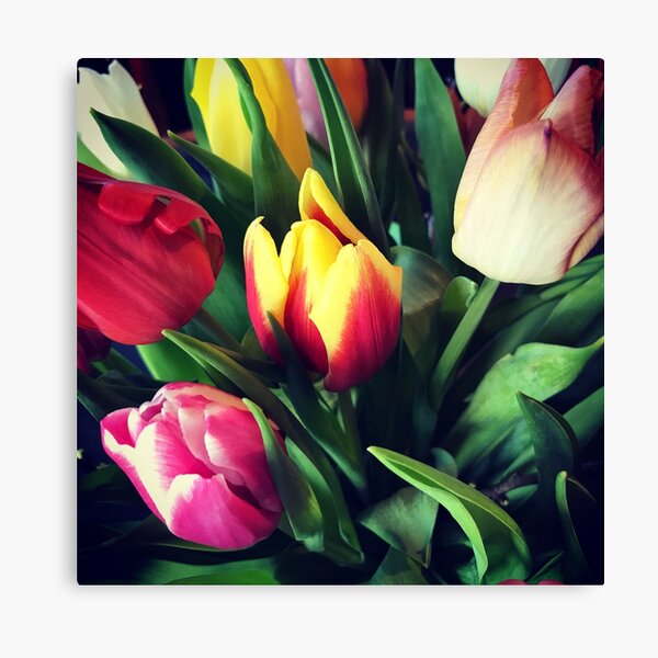 Tulips - Canvas Print