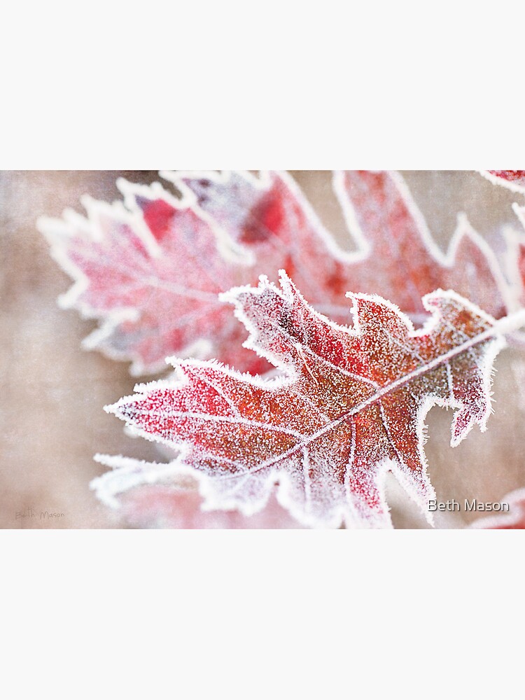 First Frost by BethMason