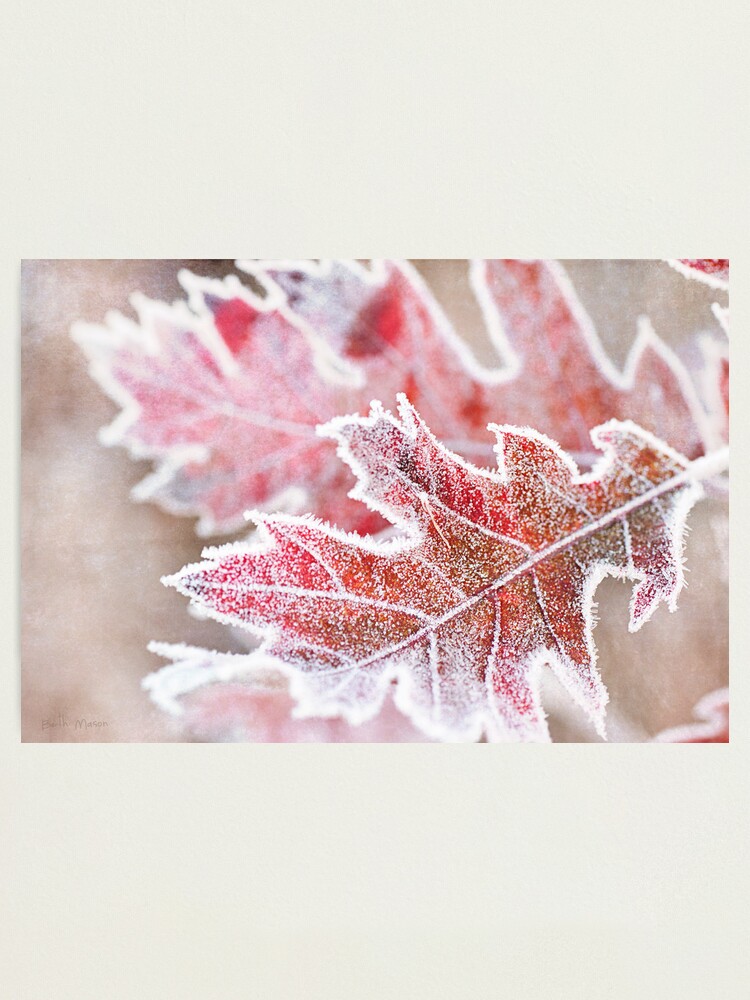 Alternate view of First Frost Photographic Print