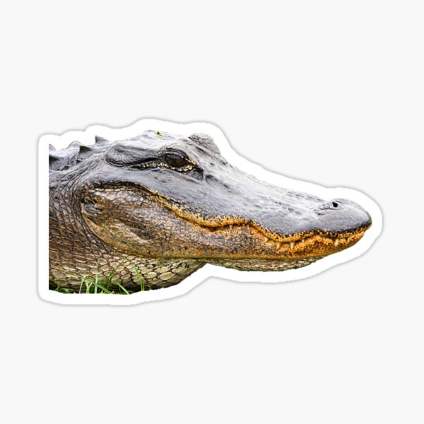 Alligator smile - up close and personal Sticker