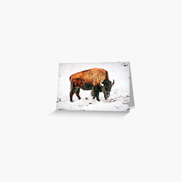 Bison Greeting Card