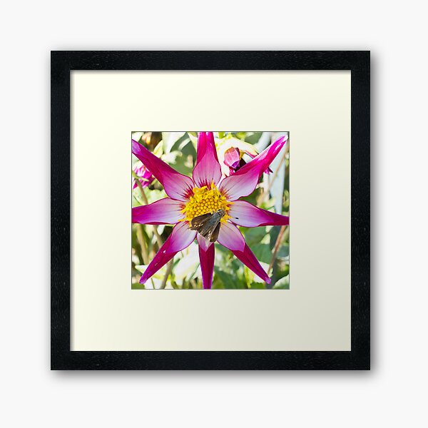 Pink Dahlia Framed Art Print