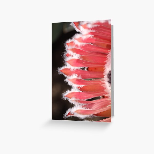 Feathered Fingers Greeting Card