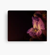 Lavender Flower Canvas Print