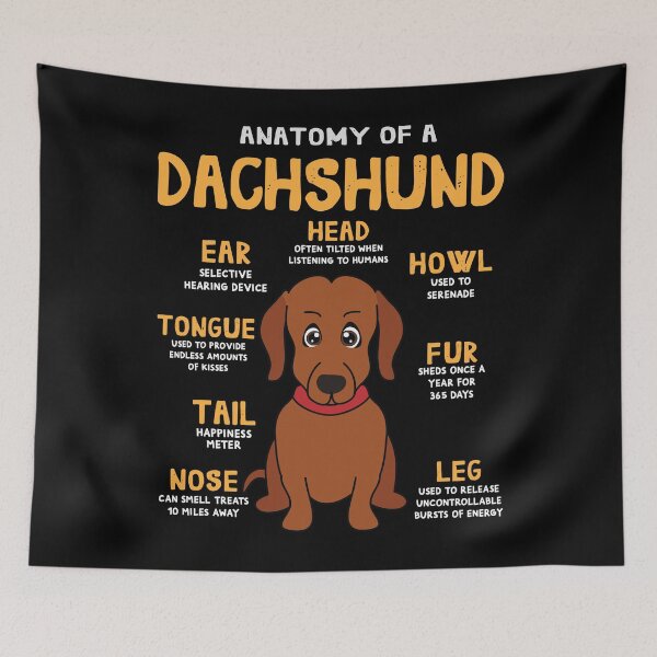 Item preview, Anatomy of Dachshund Dog designed and sold by rafaeltto.