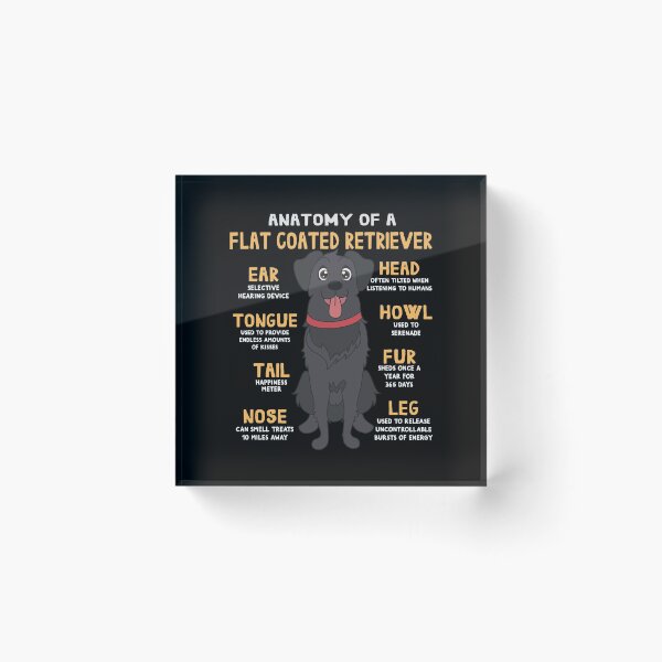 Item preview, Anatomy of Flat Coated Retriever Dog designed and sold by rafaeltto.