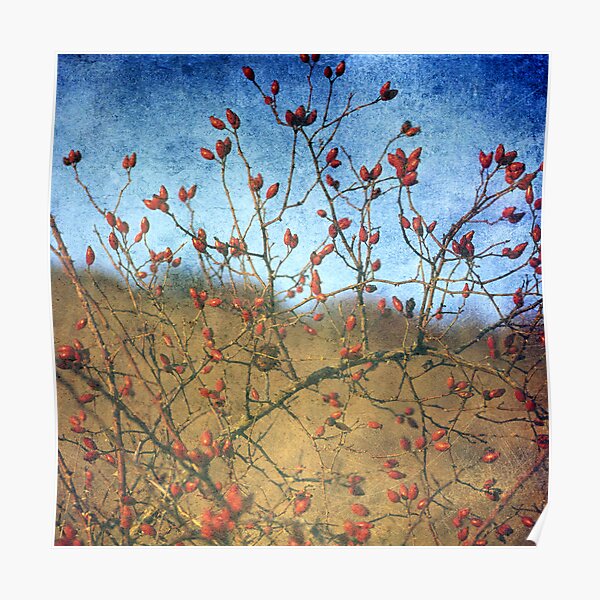 Rosehip Poster