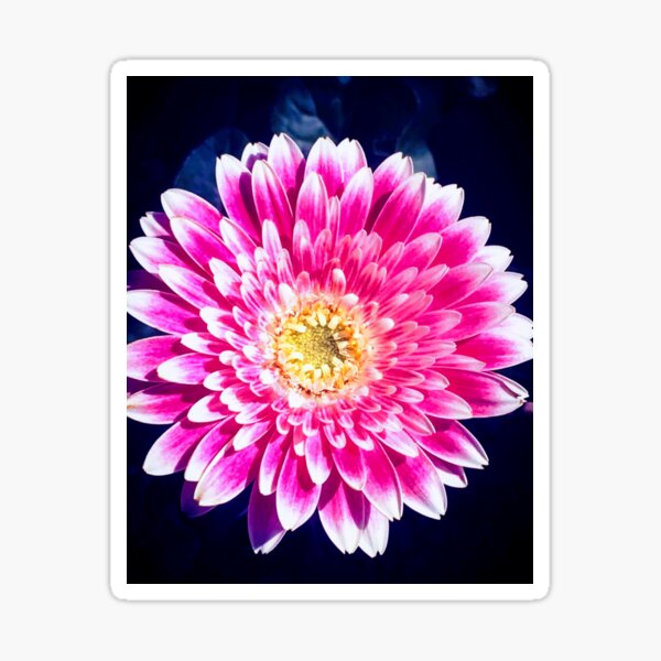 pink classic flowers, sticker pack,flower,Flower stickers for children and  adults Sticker for Sale by CirJan