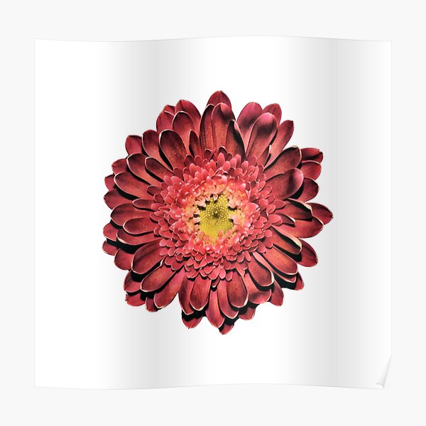 Red Gerbera Daisy Poster