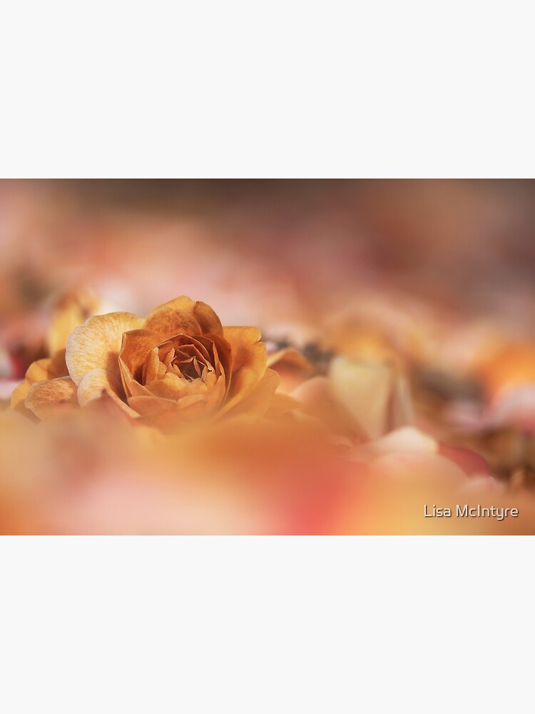 "Pink Camelia Flower Turning Brown" Photographic Print by Lmemcintyre Redbubble