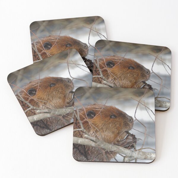 Item preview, North American Beaver (Castor canadensis) designed and sold by rodmacpherson.