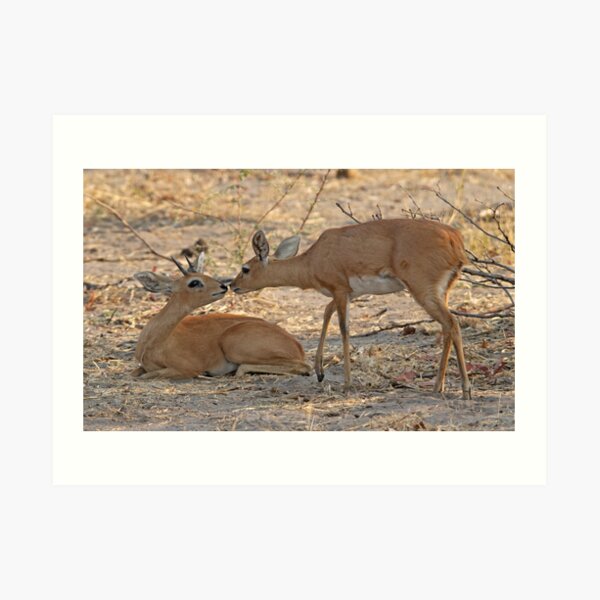 An antelope moment Art Print