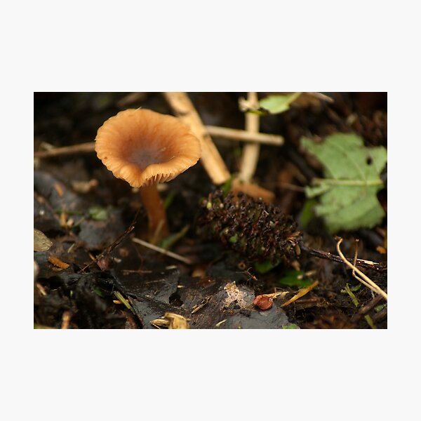 Tiny, mini beauty Photographic Print