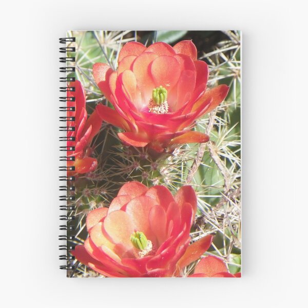 Item preview, Claret Cup Cactus designed and sold by BeeGarland.