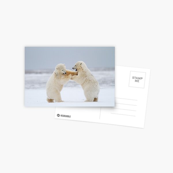 Rock 'Em, Sock 'Em Polar Bears Postcard