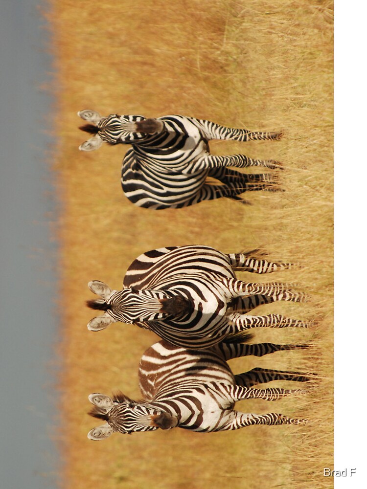 Masai Mara Zebra iPhone cover by bfra