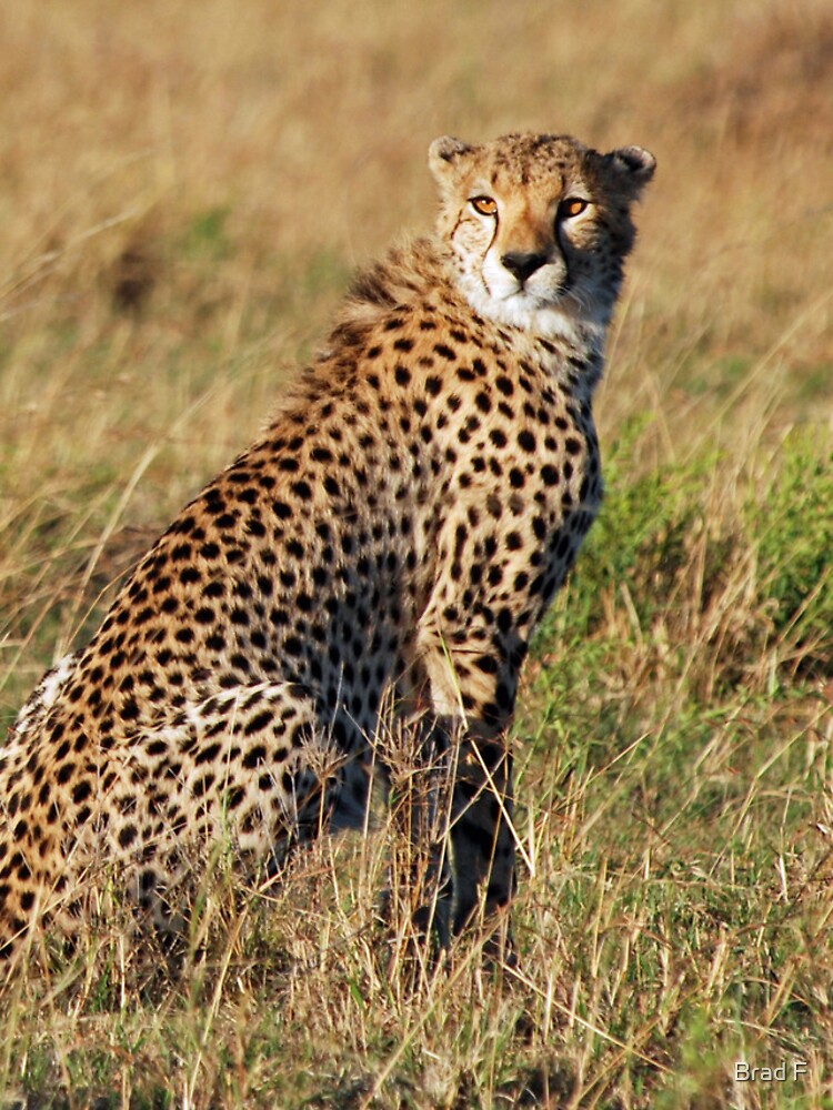 Cheetah iPhone cover by bfra