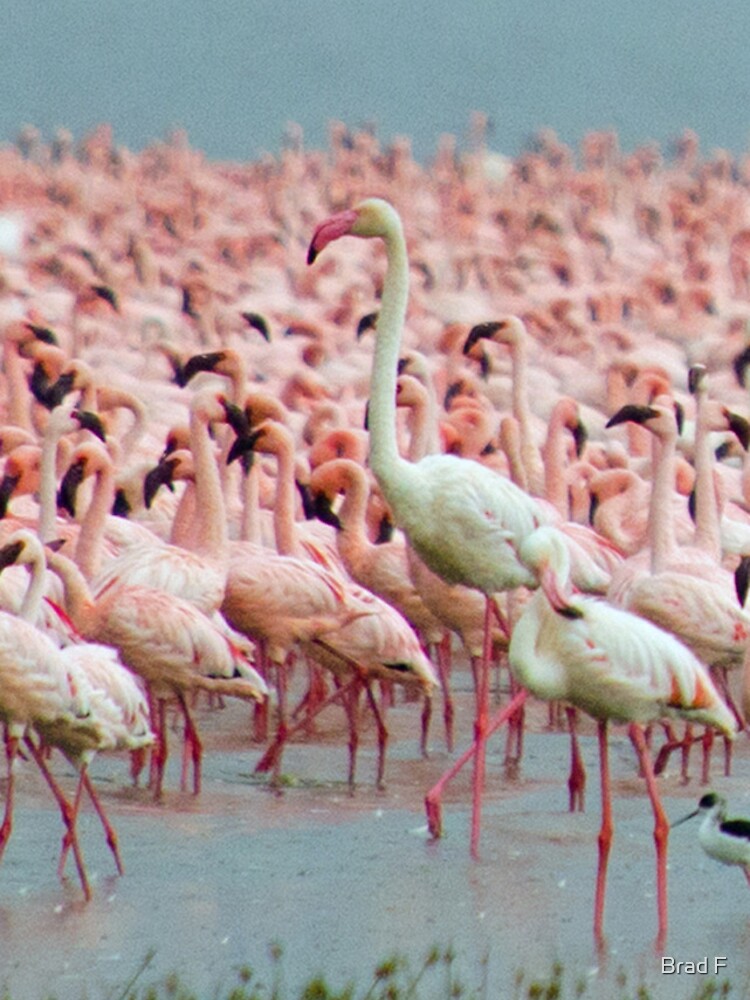 Flamingo iphone cover by bfra