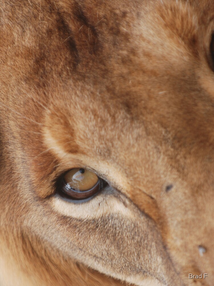 Lion eye iPhone cover by bfra