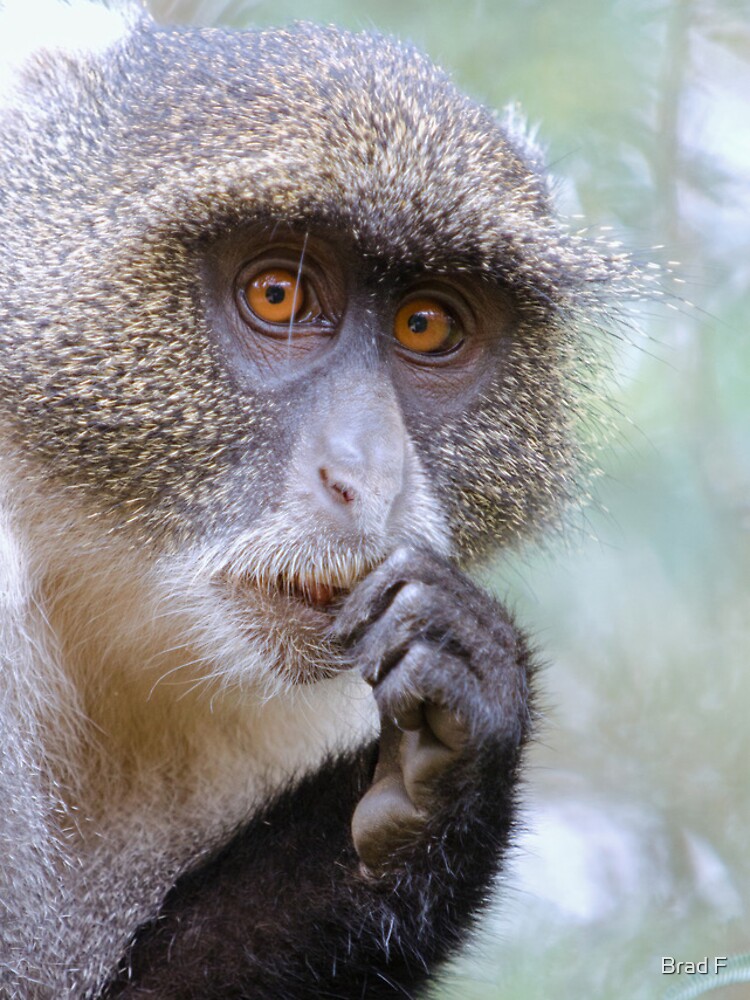 Sykes Monkey iPhone cover by bfra