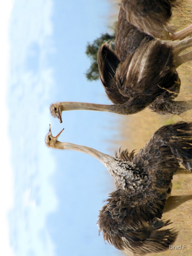 Ostrich talk - iphone cover by bfra