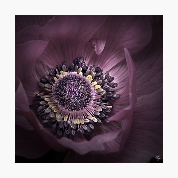 Item preview, The Anemone's Heart designed and sold by EbyArts.