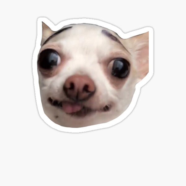 Chihuahua Nose Bubble Meme - Bleumoonproductions