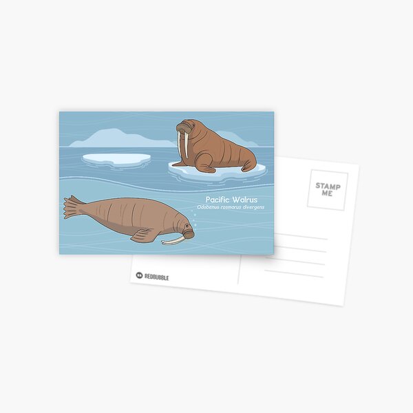 Pacific Walrus Above & Below Postcard