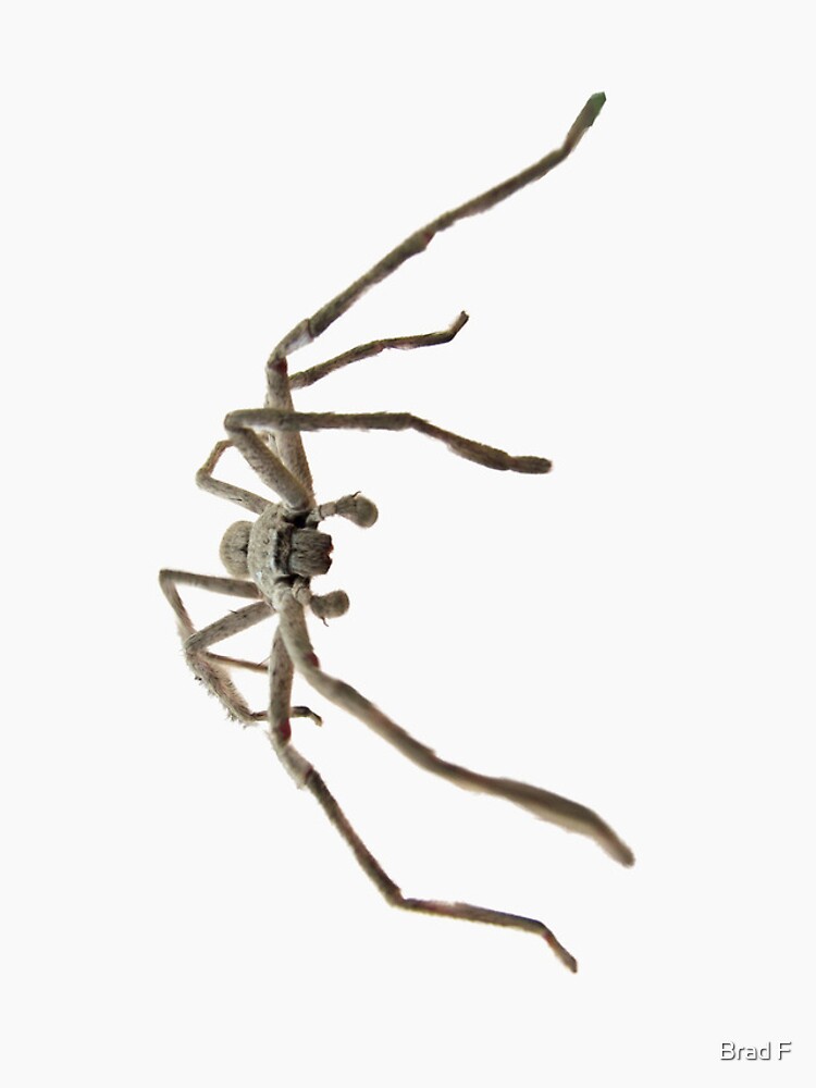 Friendly Huntsman by bfra