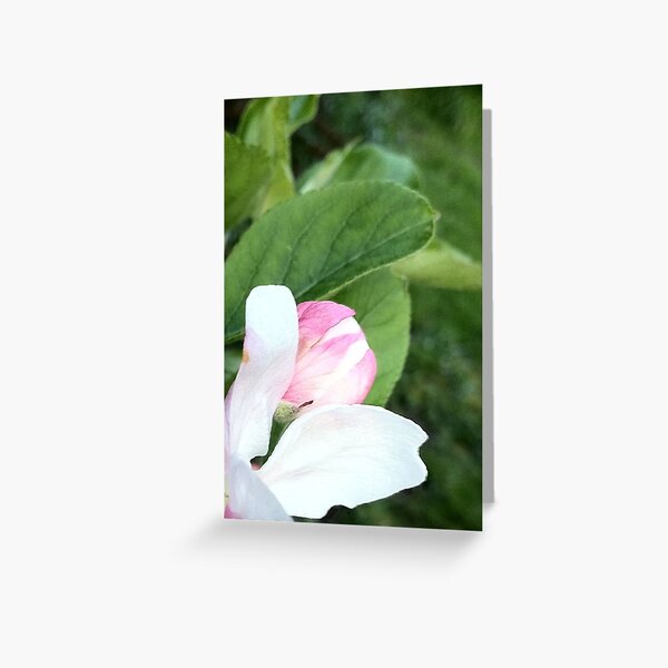 Item preview, Apple Blossom designed and sold by Susan Henry.