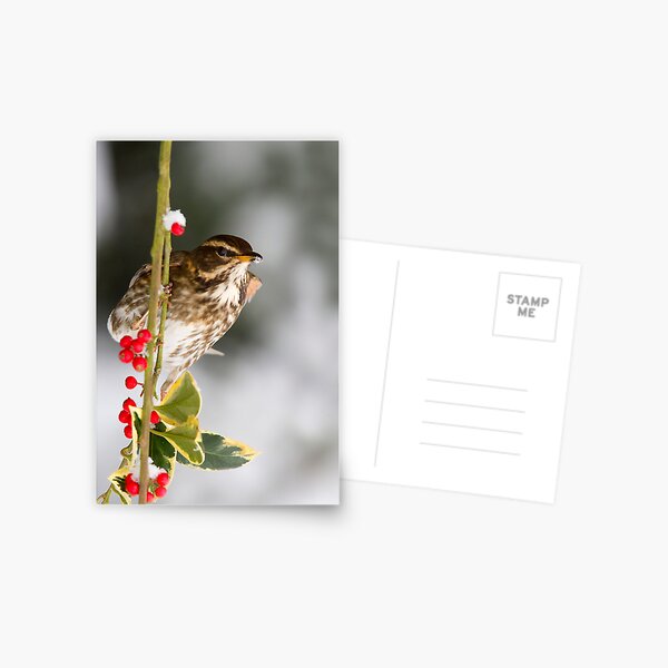 Item preview, Winter Redwing designed and sold by Neil Bygrave (NATURELENS).