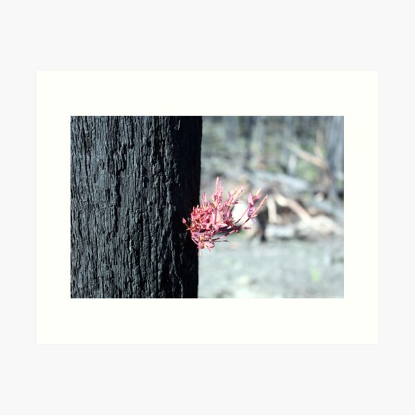 Post February 2009 Bushfires - west of Kinglake June09 Art Print