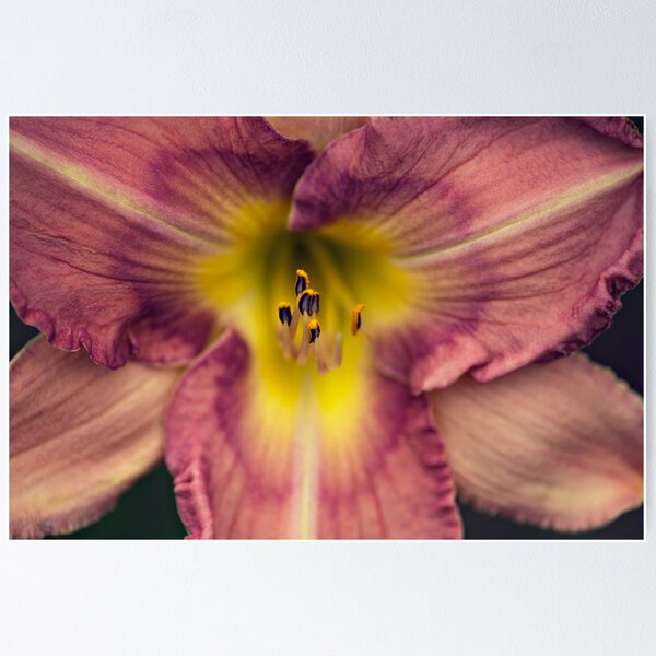 Item preview, Magical Pink III designed and sold by Melanie Surplice.